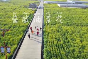 【西昌】普威油菜花田+泸沽湖