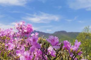 休闲亲子级2021.4.17【乐平户外】汝阳伏牛山杜鹃岭赏杜鹃花一天环线徒步8-10公里