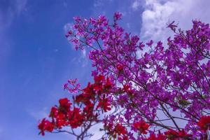 2021.4.28【乐平户外】嵩县白云后-仙女峰山-杜鹃岭一天环线徒步10-12公里