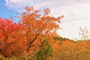 2021.10.16【乐平户外】太行小北顶红叶林12公里一天徒步看漫山红叶，层林尽染