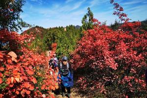 2021.10.23【乐平户外】洛宁八百坡~酒槽沟10公里休闲徒步赏红叶绝美线路