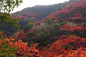 2021.10.30【乐平户外】新线巩义岭沟寨赏万亩红叶~隋朝古长城~逍遥谷~小龙池~雪花瀑布~芦苇荡一天9公里休闲徒步