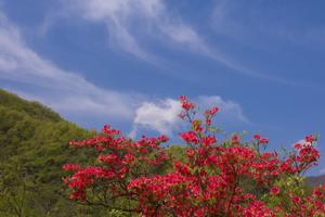 入门级线路2022.4.21【乐平户外】汝阳伏牛山杜鹃岭赏杜鹃花一天环线徒步8-10公里休闲摄影徒步