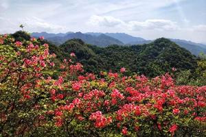 2022.4.23【乐平户外】嵩县白云后山-仙女峰-杜鹃岭一天10公里赏杜鹃休闲徒步摄影