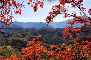 2022.10.6【乐平户外】亲子线-熊耳山八百坡-酒槽沟8公里休闲徒步赏红叶摘野果 品大锅烩菜