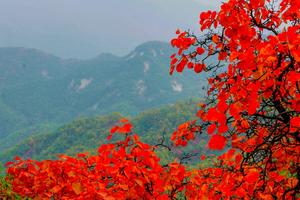 2022.10.16【乐平户外】洛宁熊耳山-神灵寨后山休闲徒步穿竹海 观石瀑 赏红叶