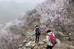 2023.3.15【乐平户外】济源-龙山-小龙脊梯子线一天8公里小攀爬赏满山野桃花