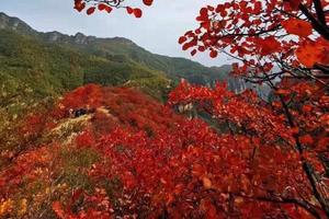 2023.10.26【乐平户外】宜阳花果后山--红叶林一天徒步 登高赏秋 野果采摘 户外野炊品大锅烩菜