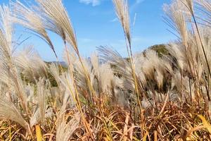 2023.10.29【乐平户外】宜阳花果后山--红叶林一天徒步 登高赏秋 野果采摘 户外野炊