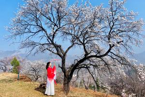 2024.3.21【乐平户外】魏长城--霞客古道--香炉山--鸡冠山一天休闲徒步 邂逅最美杏花村