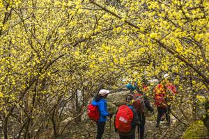 2024.3.30【乐平户外】亲子休闲徒步线--伏牛山--嵩县白鹰河一天10公里踏青 赏花 徒步 挖野菜