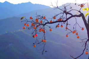 2024.9.22【乐平户外】新线路：洛宁秦梁沟--洛寺窑一天10公里徒步 摘柿子、野生猕猴桃、野葡萄 品大锅烩菜