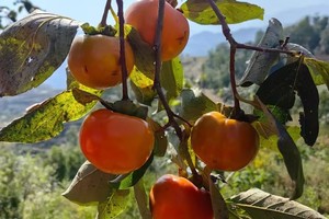 2024.10.7【十一活动】太行山原始森林--柿子沟一天6公里休闲徒步摘柿子、野山楂、抓螃蟹