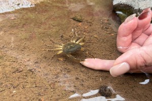 2024.10.13【乐平户外】太行山原始森林--柿子沟一天6公里休闲徒步摘柿子、抓螃蟹、品大锅烩菜
