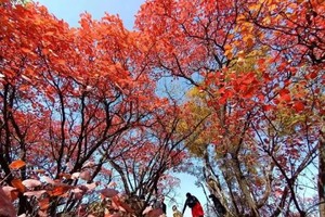 2024.10.26【乐平户外】亲子线：南太行清化古道--道宝河一天走两省 休闲徒步 赏红叶