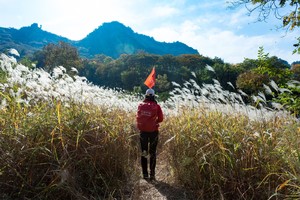 2024.11.3【乐平户外】亲子线：南太行最美高山芦苇荡、红叶林一天8公里休闲徒步