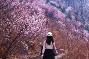 2025.3.12【乐平户外】世外桃源”黑鹿河--红岩洞，邂逅绝情谷，桃源深处，赏漫山桃花一天14公里野线徒步