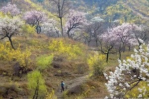 2025.3.19【乐平户外】伏牛山--嵩县白鹰河一天10公里休闲徒步踏青 赏花 挖野菜