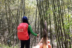 2025.4.16【乐平户外】洛宁五春山--世外桃源--烟沟峡谷一天休闲徒步 撸槐花 薅野韭菜