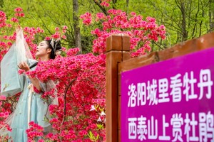 2025.4.20【乐平户外】人间最美四月天~杜鹃岭野线穿越西泰山 春山有缘，感恩遇见 跟随乐平户外赴一场杜鹃盛会 