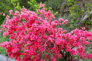 2025.4.23【乐平户外】原始森林穿越"中原杜鹃第一山"西泰山