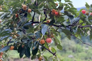 2025.10.1【十一活动】太行山原始森林--柿子沟一天6公里休闲徒步摘柿子、野山楂、抓螃蟹