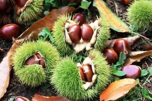 2025.10.7【十一活动】秋日野趣计划：洛宁熊耳山--栗子沟 进山捡板栗，摘柿子，赴一场山林的甜蜜派对