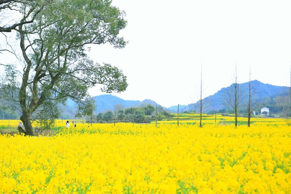 Zvgc5IxbB93M3Z8ZPtfB80iAEizACXOFoocbN329I9Z5b_x_In790A1PQzEd2rD3