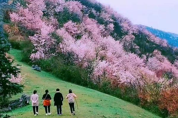 【非周末葛仙山】3月26日 湖北最大野樱群—赤壁葛仙山，徒步老虎岩观万亩野樱花