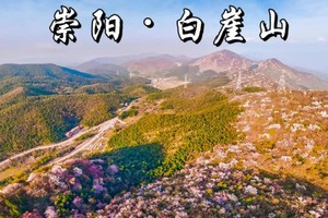 【周六-行摄】3.28 崇阳白崖山登山徒步+赏万亩野樱花海+挖竹笋 /野菜