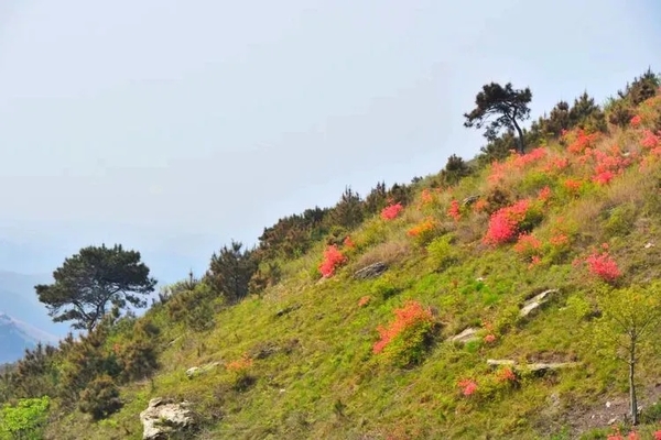 【特价徒步】4.05 登顶龙王尖 赏高山草甸杜鹃花 寻百年古寨1日行