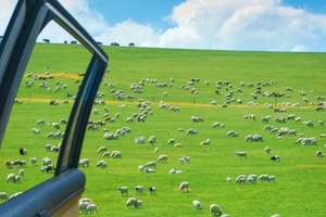 【 武汉出发小新带队】内蒙古8月2-9日 一条路线尽览草原+火山+沙漠+黄河大峡谷风光8日行（VIP大巴出行）