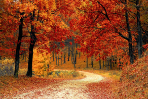 【辽吉秋色】10月9日赴世界枫叶之都 赏最美红叶  邂逅顶级秋色 中朝边境带你趣旅行7日行