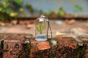 7月27日大学城植物定向越野徒步及自然科学沙画DIY