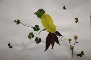 活动取消12月25日海珠湖植物拼图绘画DIY及自然研学徒步