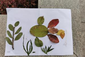 【广雅实验中学定制】2022年1月11日海珠湖植物拼图绘画DIY及自然研学徒步