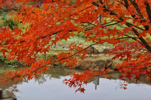 12月11日【广100番外赛】田野绿世界·赏枫叶&徒步之旅