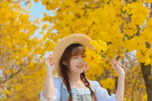 3月19日进行【广100番外站】“万树尽带黄金甲”仙鹿岛黄花风铃节