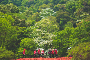4月16/22日两期召集【行走的力量】“广100”番外站：增城二龙山赏油桐花海节+徒步15公里活动