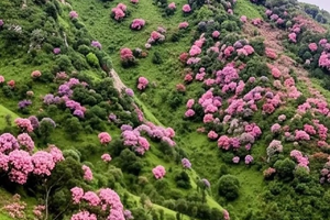 4月26-27日 | 阳江鸡笼顶，打卡粤西醉美高山草原、赏高山杜鹃花海，探秘春湾石林景区
