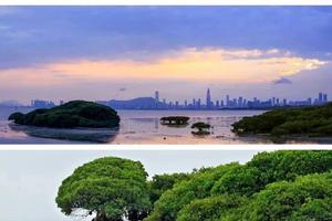 4.21 ｜深圳湾徒步，赴一场与大自然的约会