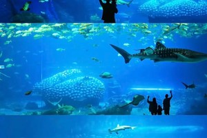 10.5-6| 珠海两日游，这个夏天去长隆海洋王国与海洋精灵亲密接触，感受海洋的神秘魅力，体验深中通道、圆明新园
