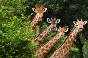 5.4/5 两期 | 深圳动物园，和近万只小动物近距离接触，领略地球生命的奇妙