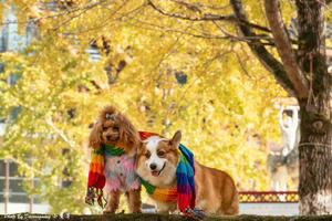 11.30-12.1/12.4-5 两期 | 拼玩南雄帽子峰黄金大道赏银杏、寻找南国的秋天童话、登雄伟丹霞巴寨两天赏秋之