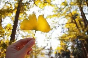 12.17-18 | 南雄帽子峰黄金大道赏银杏、寻找南国的秋天童话、登雄伟丹霞巴寨两天赏秋拼玩