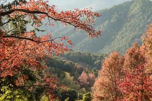 12.23（星期六） | 广东无量山上仙湖茶场赏枫叶 打卡河源太平古街