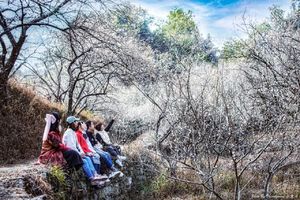 1.18/19/21（三期） |  中国青梅之乡陆河 休闲赏梅活动 行摄岭南最大的万亩梅园