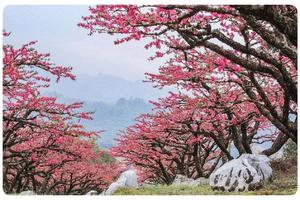 2.23/25 | 连平桃花 即将盛开 “十里桃花·万亩桃园”惹人醉 赴一场花开的浪漫