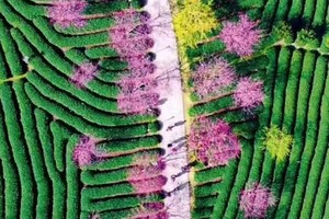 2.22-23/2.26-27（两期）| 福建永定土楼王、福永樱花园，打卡漫天花海+千年土楼，共赴一场春日的浪漫之旅