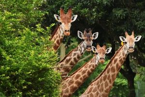 4.19（星期六）| 深圳动物园，和近万只小动物近距离接触，领略地球生命的奇妙